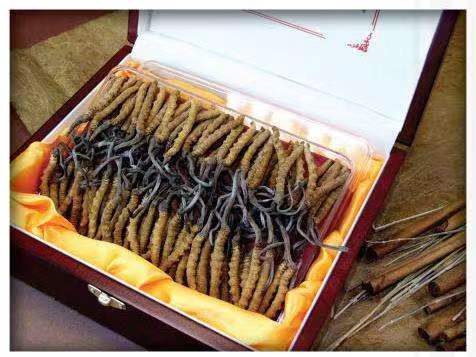 赫山冬虫夏草回收